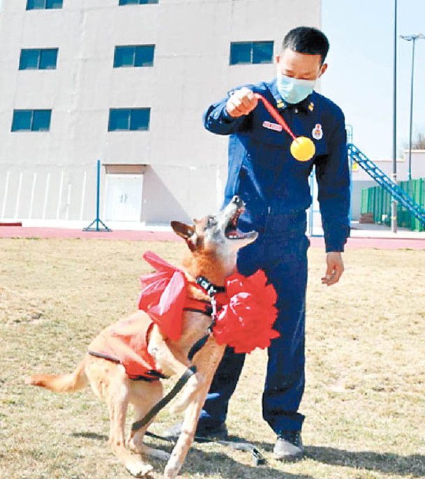 退役犬安迪（左）與訓練員（右）互動。
