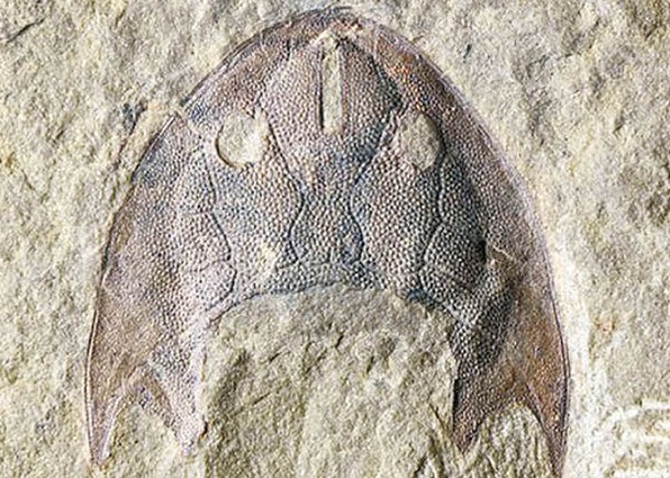 秀山魚化石  4.36億年刷新紀錄