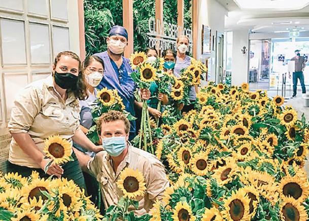 澳洲：阿兹里亞（左一）和羅瑟（前）把大量向日葵送往醫院。