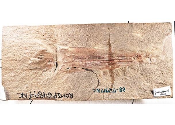 封塵30年化石  揭是章魚祖先