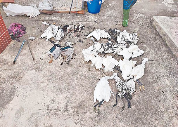 30鳥屍遍魚場  證染肉毒桿菌