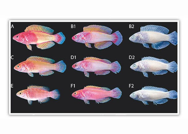 馬爾代夫珊瑚礁發現8新魚種