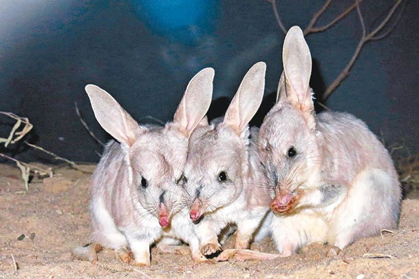 兔耳袋狸屬瀕危品種。