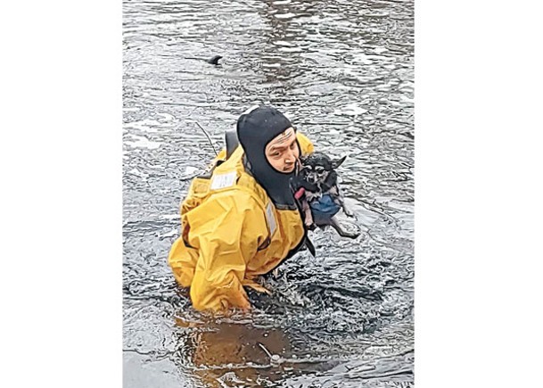 芝娃娃犬墮冰湖獲救。