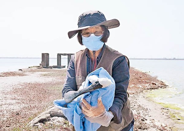 中毒重傷的黑臉琵鷺被帶走搶救。