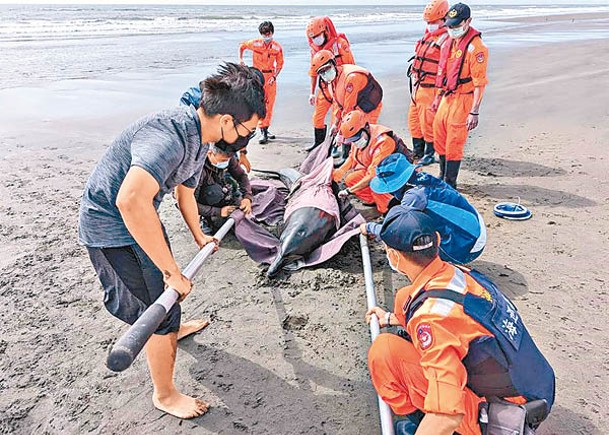 海巡人員與養蠔人士合力拯救海豚。