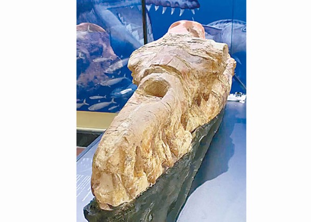 秘魯沙漠現絕種龍王鯨化石