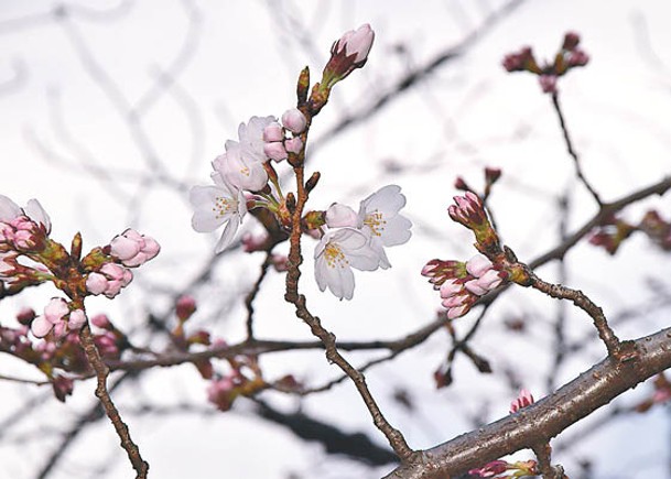 東京宣布櫻花開花。