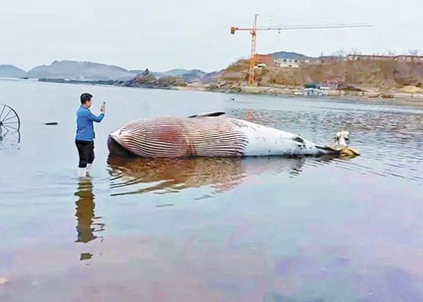 小鬚鯨擱淺  屍體發脹恐爆炸