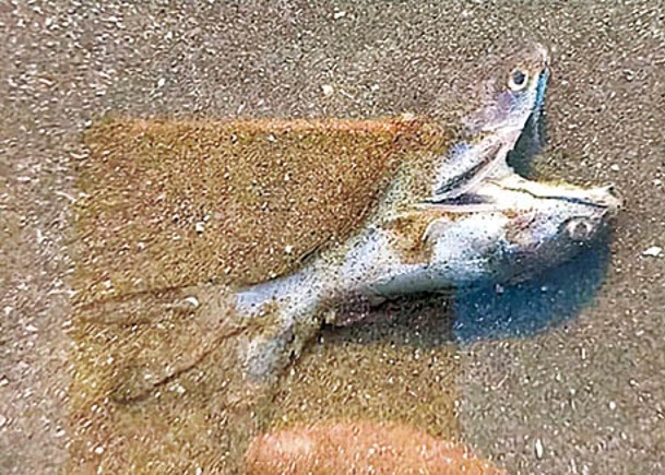 巴西：巴西清潔工清潔海灘時，意外發現一條雙頭魚。