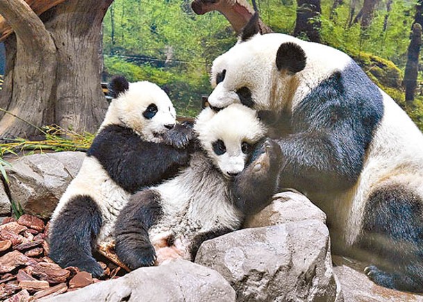 上野動物園熊貓雙胞胎亮相