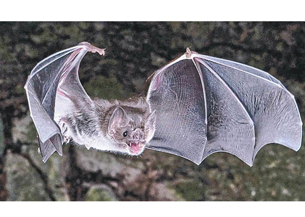 吸血蝙蝠靠吸食血液生存。