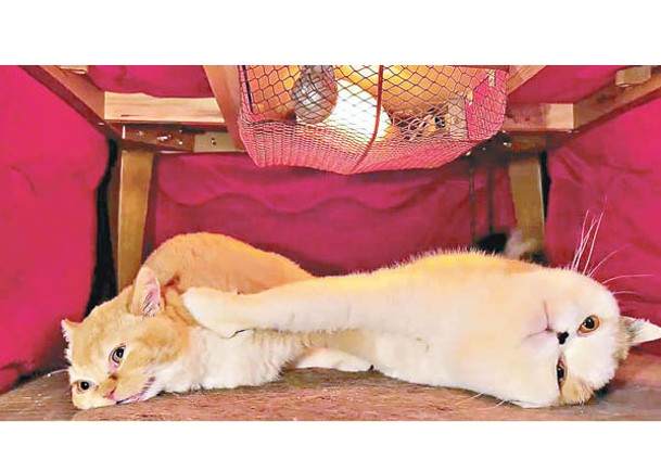 兩隻貓在桌底下打鬧，用前爪互相壓制。