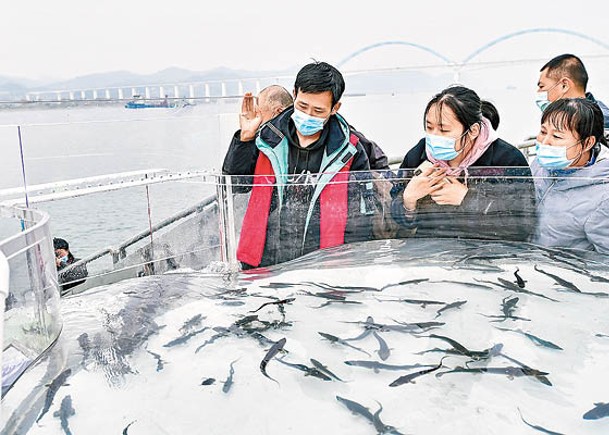 中華鱘為國家一級保護動物。