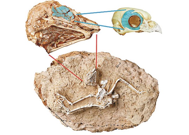 青藏高原發現中國最早貓頭鷹化石。