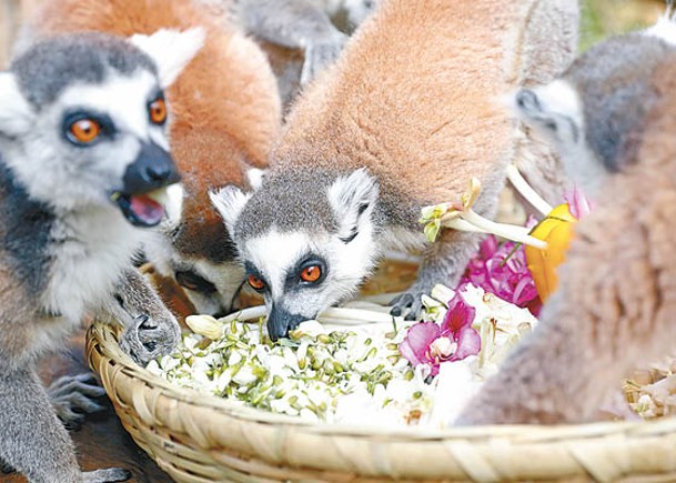 雲南園區鮮花宴供動物應節