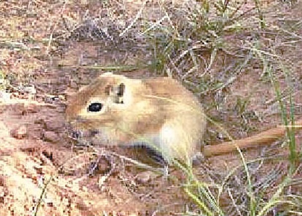 長爪沙鼠死於鼠疫。