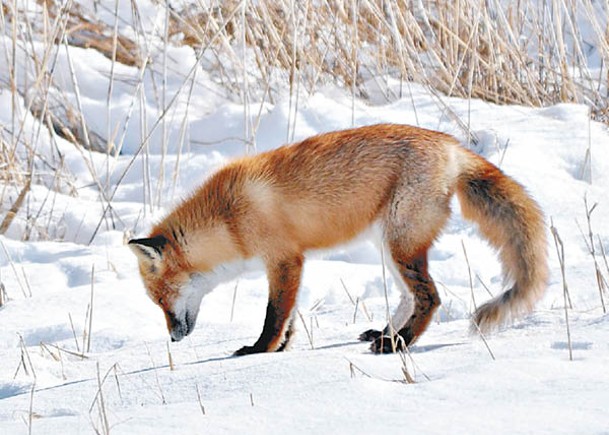 北海道發現帶H5亞型禽流感病毒的赤狐。