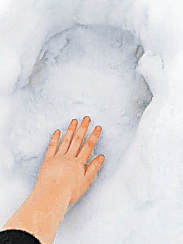 塔爾博特伸手與北極熊足印作比較。