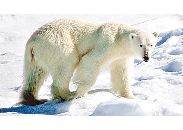 一隻北極熊嘗試闖進民居。