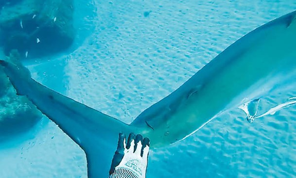 貝利用手觸碰大白鯊尾鰭。