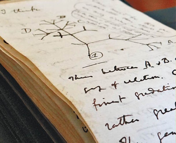 手稿上有達爾文的生命之樹畫作。