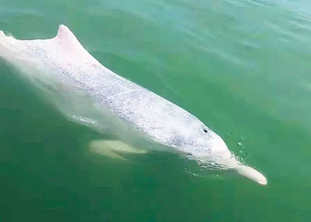 30條中華白海豚  雷州灣海域嬉戲