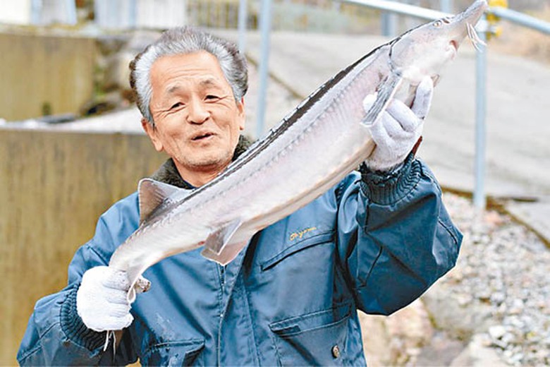 愛知縣培殖鱘魚子醬趨成熟 東方日報