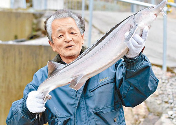 愛知縣培殖鱘魚子醬趨成熟