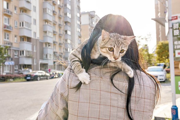 內地不少人飼養貓隻。