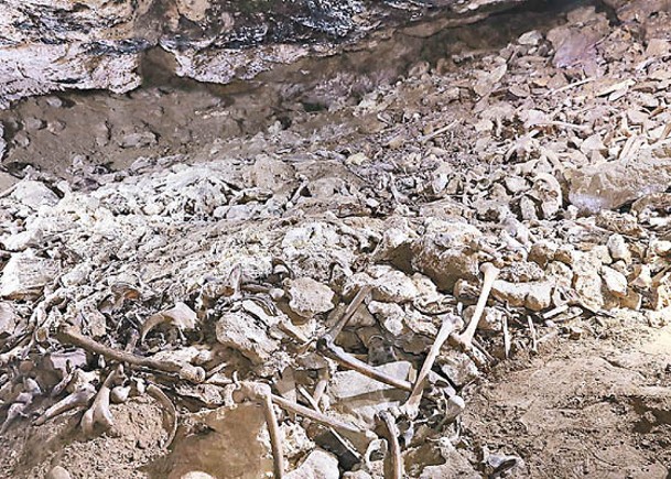 遺址內有大量人骨及動物骨骼。（中新社圖片）