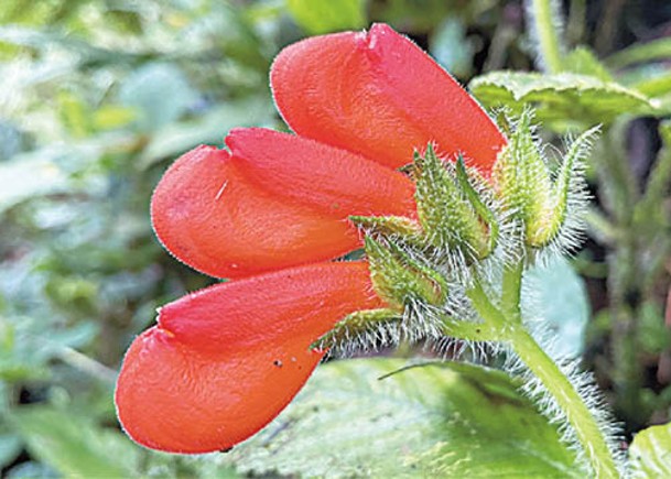 野花絕種36年  厄瓜多爾森林重現