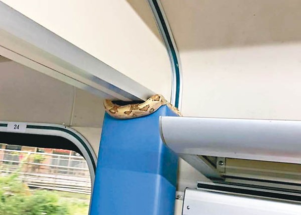 台鐵車廂驚現蟒蛇  疑乘客走失