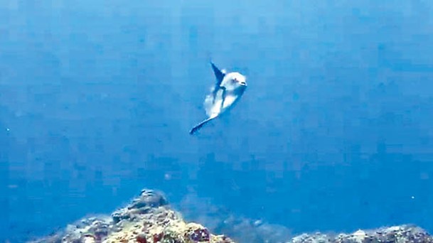 潛水員成功拍攝巨型翻車魚。