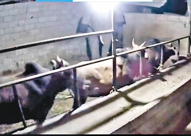 牛隻被村民用繩綁住。