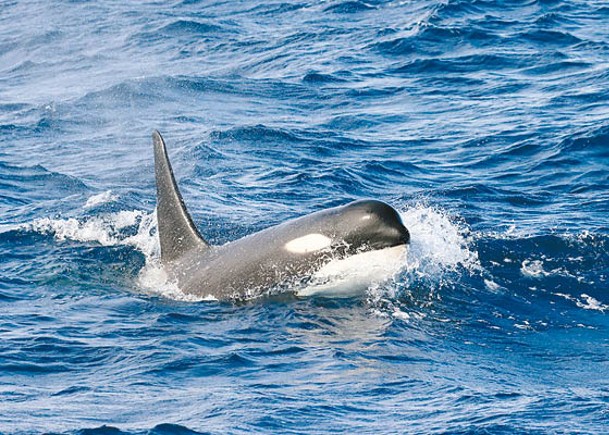 殺人鯨亞種現身在西澳南岸被目擊。