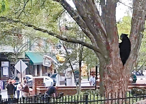 黑熊在艾斯維爾市鬧區爬樹覓食。