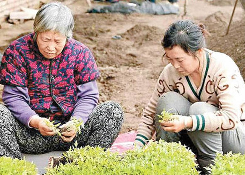 黑龍江農民正在育苗。