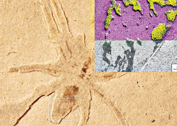 出土蜘蛛化石  證藻類黏液能護屍