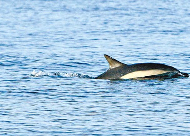 有指俄羅斯出動海豚保護黑海的軍艦。