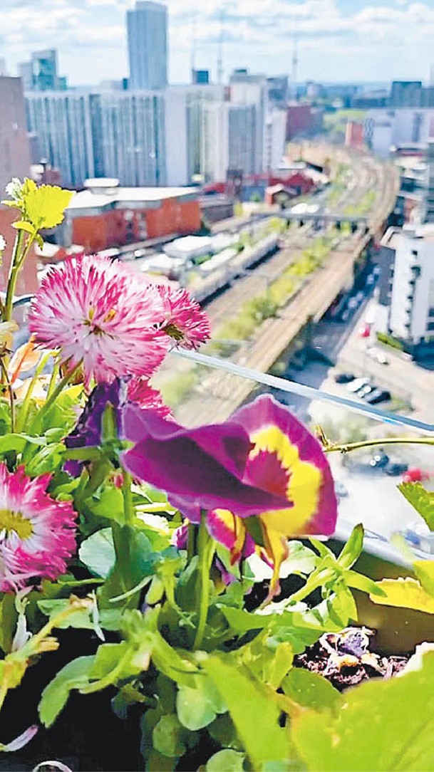 露台植物獲細心打理。