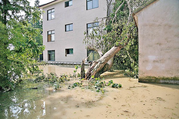 浙江省長興縣一棵老樹被沖倒。（中新社圖片）