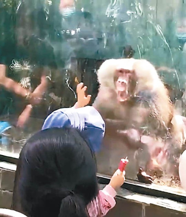 小孩跟着模仿拍打玻璃，卻激怒狒狒。