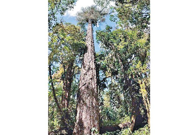 西藏樹高76.8米破內地紀錄