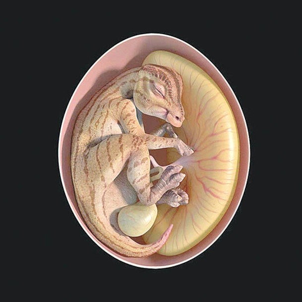 圖為鴨嘴龍類胚胎化石的3D復原圖。