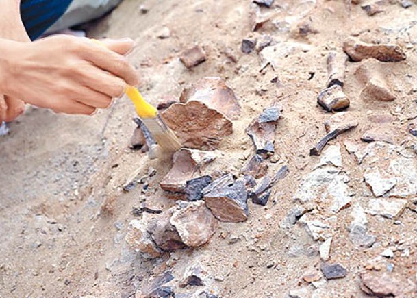 博物館職員巡廟  喜見恐龍化石