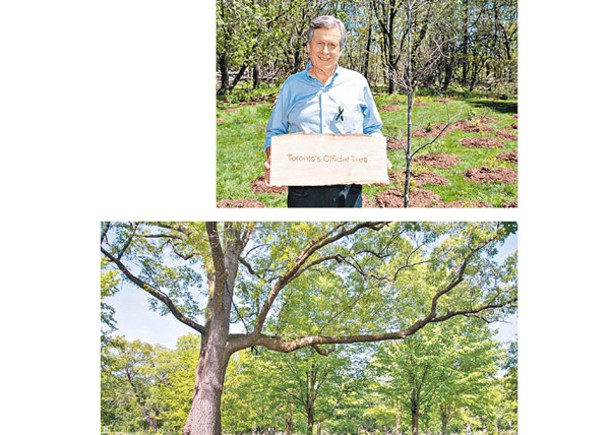 莊德利宣布，橡樹（下圖）獲選為官方市樹。