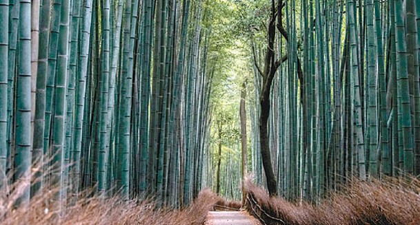 研究員從竹子（圖）抽取纖維。（Getty Images圖片）