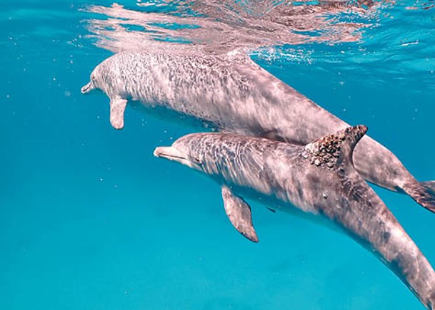 海豚疑懂用珊瑚黏液治皮膚病