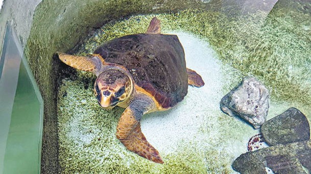 赤蠵龜在台東東河海域被捕獲。
